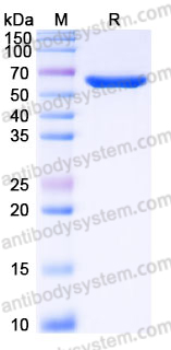YHH39601, SDS-PAGE