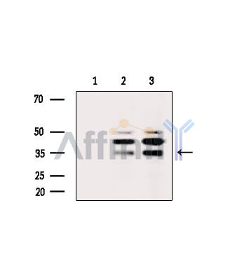 Валидация Affinity DF14578 - 10580