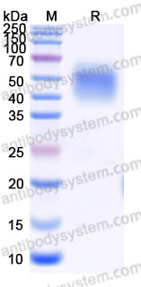 AHD47903, SDS-PAGE