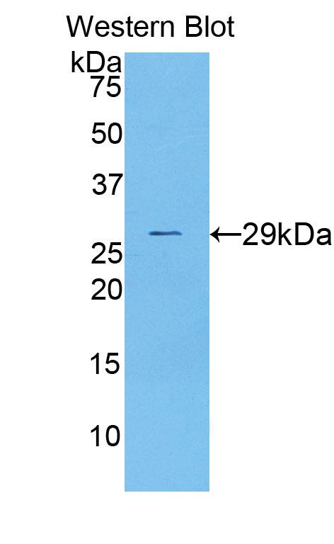 39686
