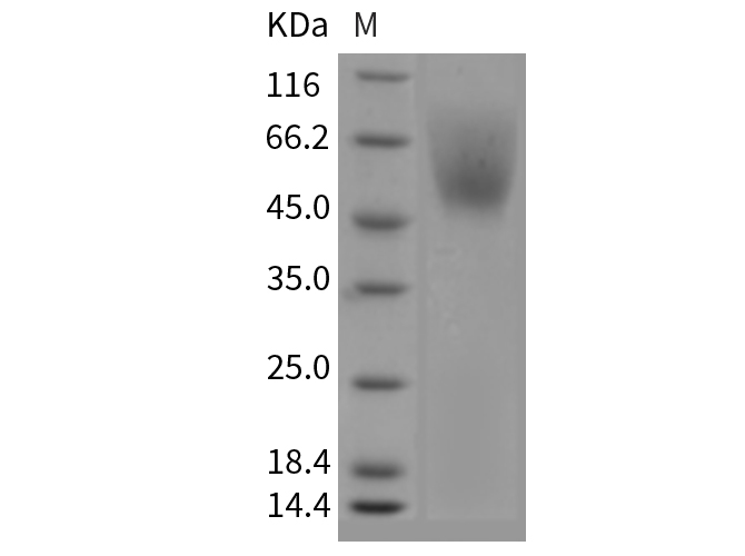 Валидация Elabscience PKSM040419(4417)