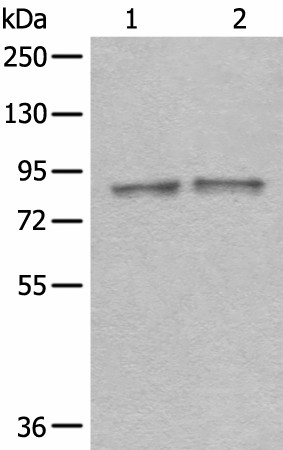 Валидация Elabscience E-AB-52573