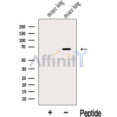Валидация Affinity DF13111 - 8013