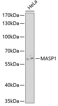 Валидация Elabscience E-AB-92666
