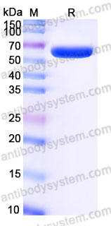 AHH07802, SDS-PAGE
