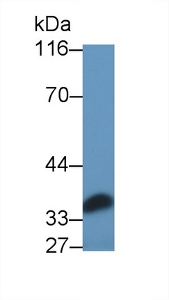49583