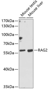 Валидация Elabscience E-AB-65916
