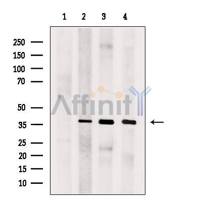 Валидация Affinity DF13677 - 9260