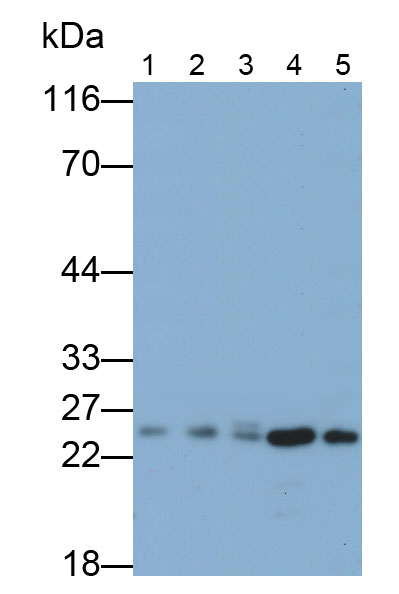 33207