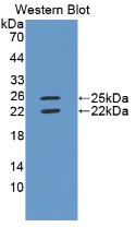 73