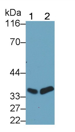 64954