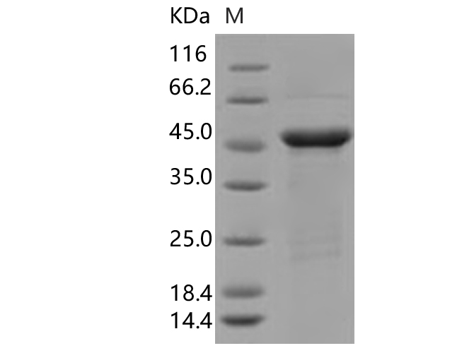 Валидация Elabscience PKSV030341(6073)