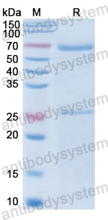 Валидация SDS-PAGE - AntibodySystem FHJ93220