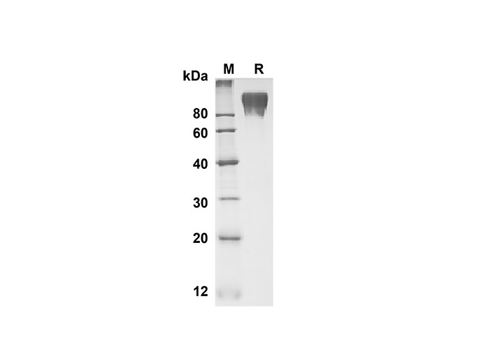Валидация Elabscience PDMM100147(1107)