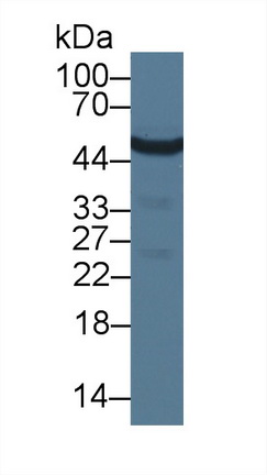 355