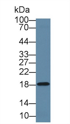 8604