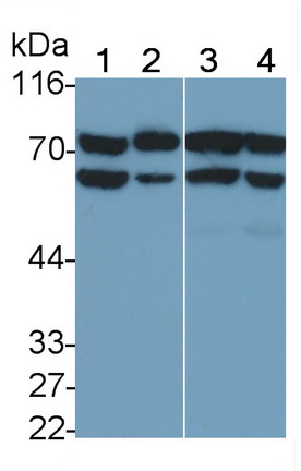 24501