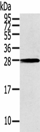 Валидация Elabscience E-AB-17446