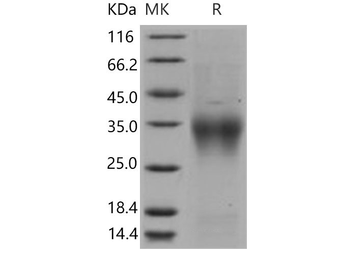 Валидация Elabscience PKSM040863(4820)