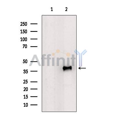 Валидация Affinity DF6072 - 17282