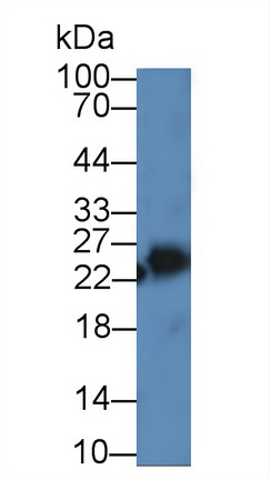 12889