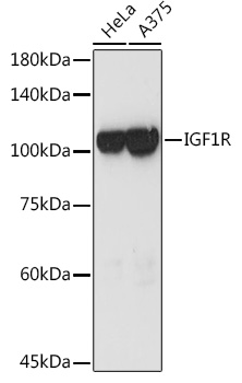 Валидация Elabscience E-AB-68249