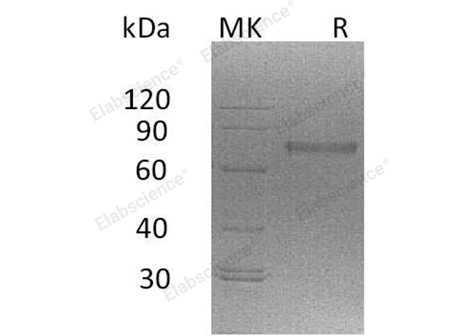 Валидация Elabscience PKSM041113(5030)