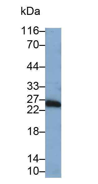 30807