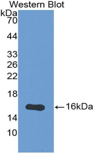 48000