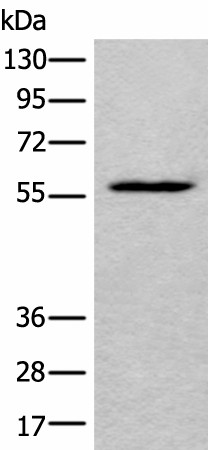 Валидация Elabscience E-AB-18267