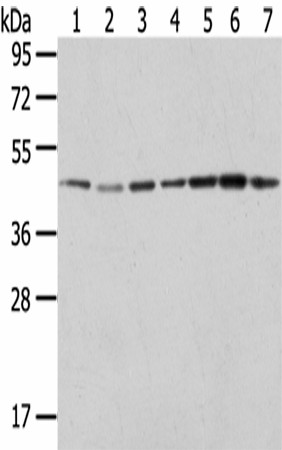 Валидация Elabscience E-AB-17493