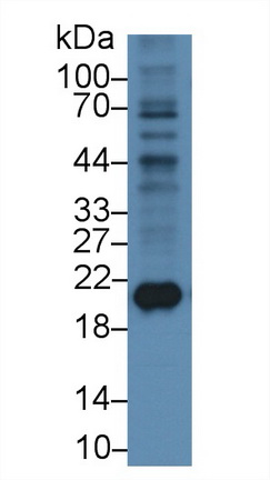 24846