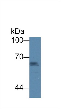 12513