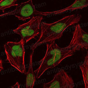 Валидация IF - AntibodySystem RHE68808