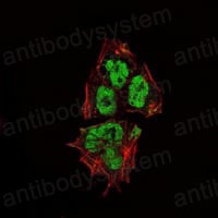 Валидация IF - AntibodySystem RHE57501 (889)