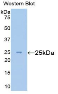 47707