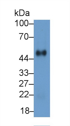 62138