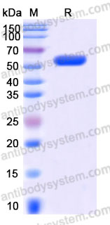 EHA08601, SDS-PAGE