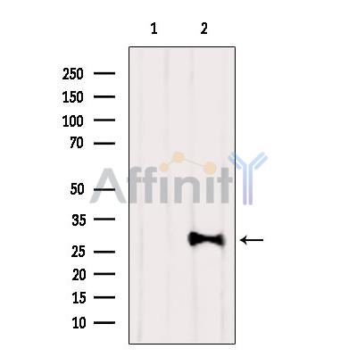 Валидация Affinity DF8837 - 20908