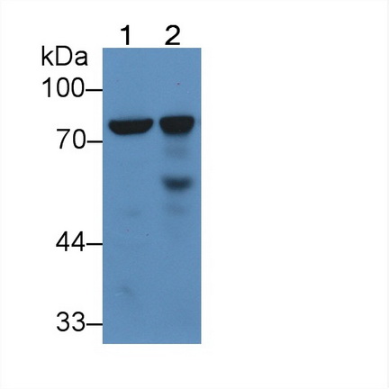 12068