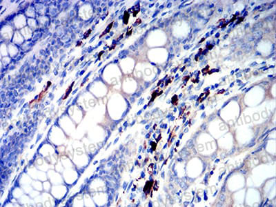 Валидация AntibodySystem RHN96401 (4005)