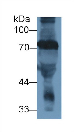 25491