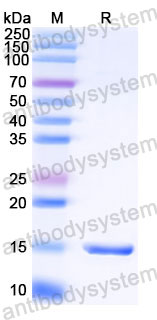 Валидация SDS-PAGE - AntibodySystem RHJ70103