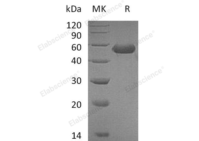 Валидация Elabscience PKSM040908(4856)