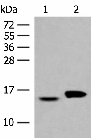 Валидация Elabscience E-AB-52699