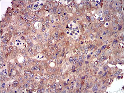 Валидация AntibodySystem RHN93601 (3964)