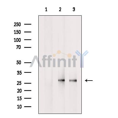 Валидация Affinity DF9392 - 21931