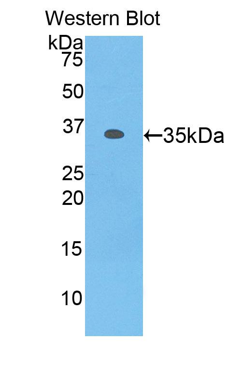 36267