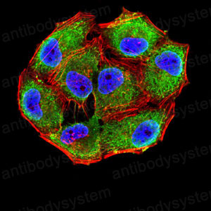 Валидация IF - AntibodySystem RHG17603