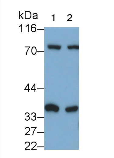 30824